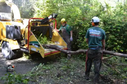 tree services Chapin